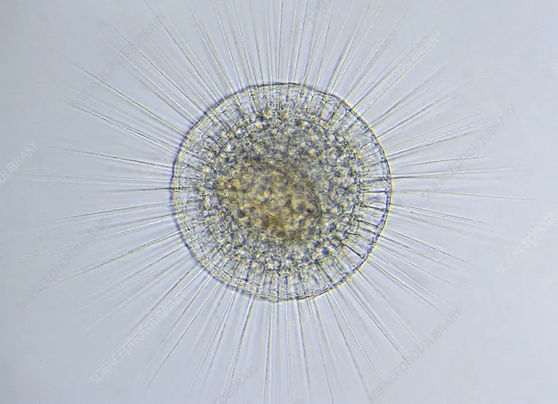 Actinopods